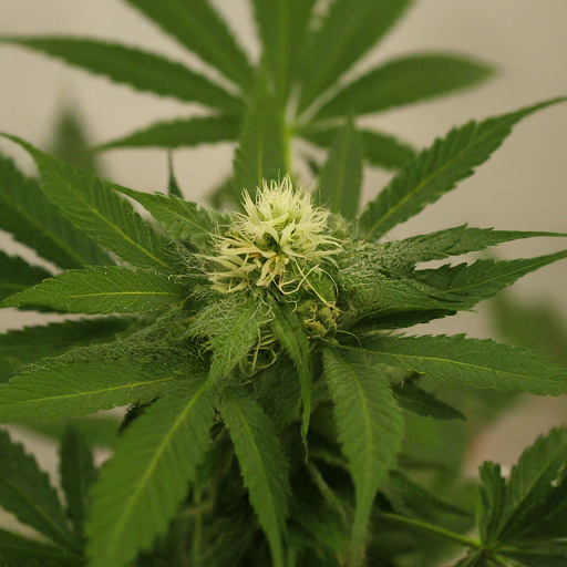 cannabis medical use India, grow cannabis India, medical cannabis India, cannabis legal India, cannabis cultivation India, Cannabis prescription India, cannabis law India, medicinal marijuana India, cannabis benefits India,cannabis risks India